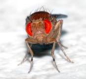 Drosophila melanogaster