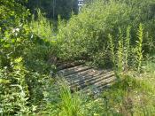 Widok na mostek z drogi asfaltowej