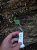 Log