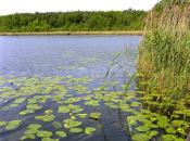 Jezioro Bolechowskie