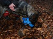 Rzepa odnalazła skarb