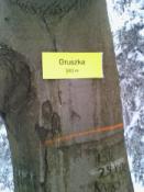 Gruszka