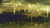 galeria ładnych stalaktytów, niemal jak las.