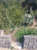 Zagrodzone wejście w kaktusy