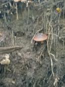 Taki mały akcent grzybowy