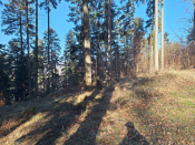 pomyszkuj tu