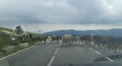 Transalpina: w drodze do kesza