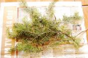 świerk pospolity - Picea Abies
