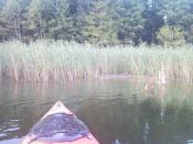 Blisko mieszkania Kryśki.