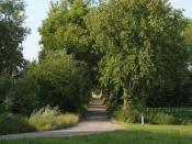 Zabytkowa aleja cieszy oko