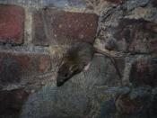 Szczur kanałowy :-) 