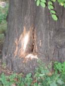 Nie spoiler, tylko pszczoły