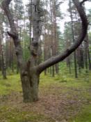 duże drzewo