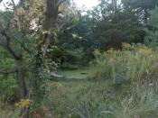 Sadzawka Mrocznych Mocy