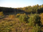 widok