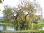 Drzewko nad stawkiem