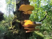 Grube grzyby