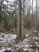 raczej z tyłu niż z przodu