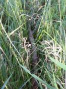 prowizoryczna kładka