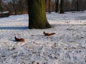 rude pomagały szukać