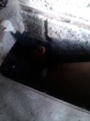 Rozart w naturalnym środowisku.