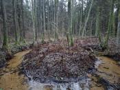 Dżungla w uśpieniu