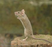 Mus musculus