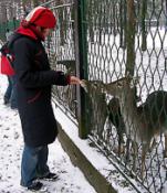 Strefa zwierząt ożywionych