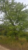 Silver maple