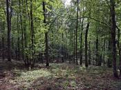 Widok ze wzniesienia