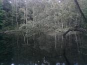 staw
