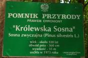 Królewska Sosna