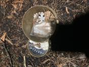 Cache