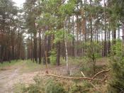 Skrzyżowanie