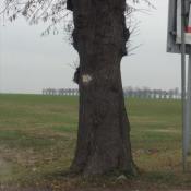 ByPass