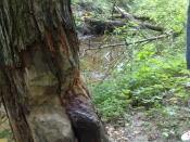 Kilka kroków od drzewa intensywnie bobrują (nomen omen) bobry!