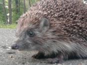 Jeżyk powiedział że jestem na dobrej drodze :D