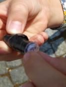 Pierwsza skrytka-ratusz