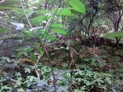 Co skrywają zarośla ?