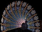 Piękne pióra na wypasie