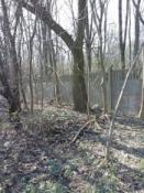 W tym drzewie coś jest...