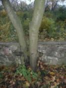 Drzewo chroniące skarbu