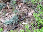 strażnik okolicy - uważaj!