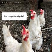 Keszerskie Kury już grzebią ;)