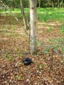 A kesz, tak sobie leżał...