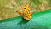Motyl B - mniejszy ciut