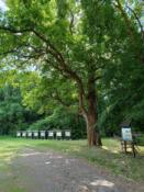  pomnikowy dąb