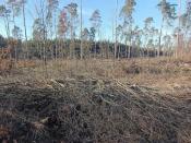 Tyle zostało z lasu w tym miejscu