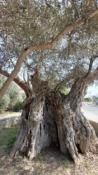 drzewo oliwkowe