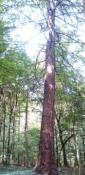 To jest wysokie drzewo-ale w innej części lasu